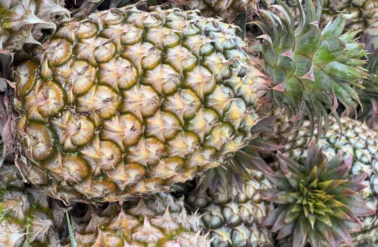 鮮甜國產鳳梨上市！一口陽光好滋味