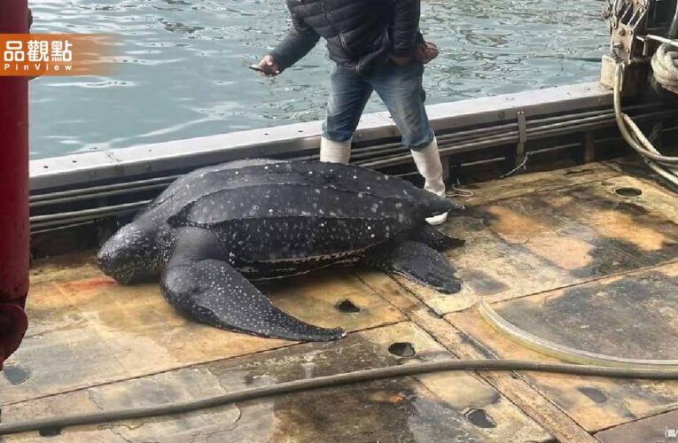 「280公斤巨型革龜」驚現宜蘭！受困漁網嘴部流血