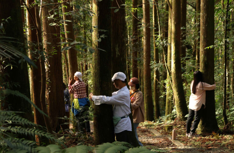 走進森林，聆聽森命的樂章!　東眼山「癒見森林」療癒活動開放報名