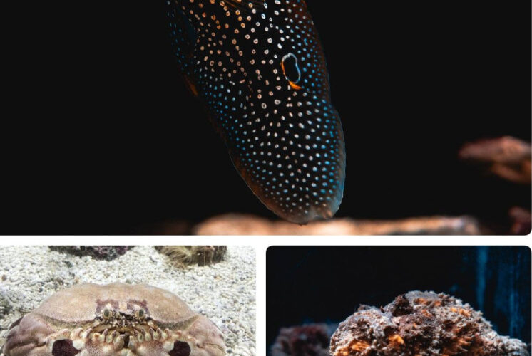 屏東海生館海洋生物隱形術解密 從偽裝到模仿 展現海洋生存智慧