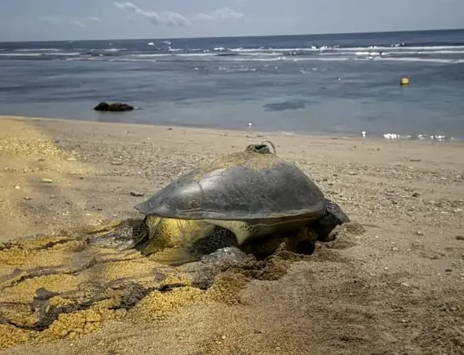氣候變遷下小琉球罕見　海龜冬季低溫卵窩　有望成為海龜雄性稚龜的重要來源