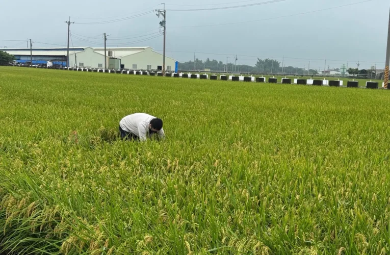 稻米安全管理制度　築起四道防線　守護全民餐桌