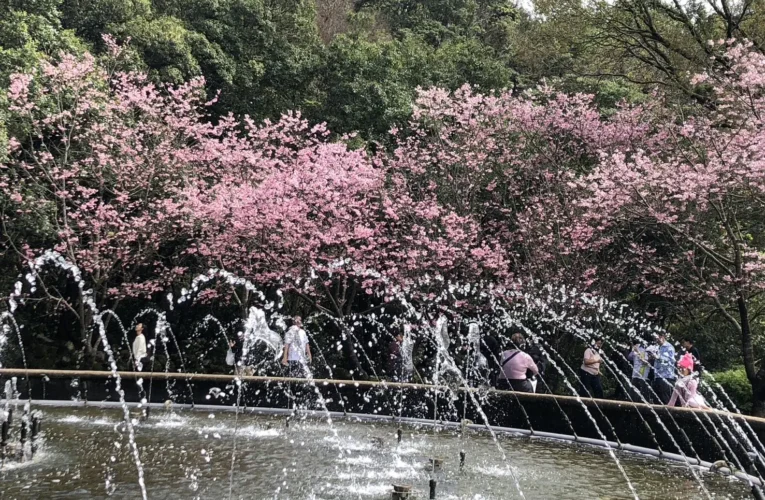 別等到花兒都謝了！陽明山花季39天花卉盛宴近尾聲