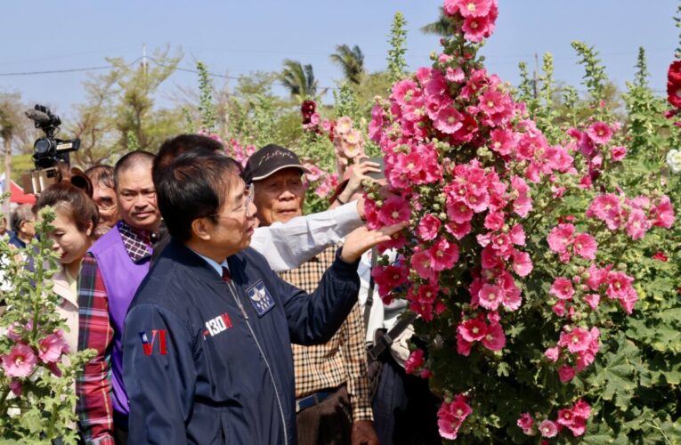 2.6公頃五彩花毯繽紛綻放 南市長黃偉哲邀漫步學甲蜀葵花海