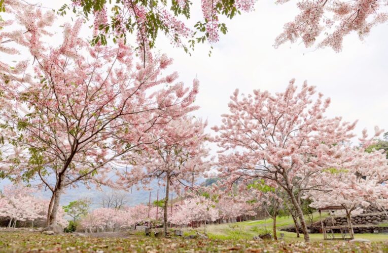 粉紅花海盛開！兒童連假衝一波 來「六龜湯旅春遊季」賞花、泡湯、聽音樂一次滿足