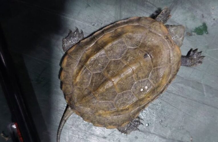 竟然有人在網上購買牠！好在高雄關即時攔截