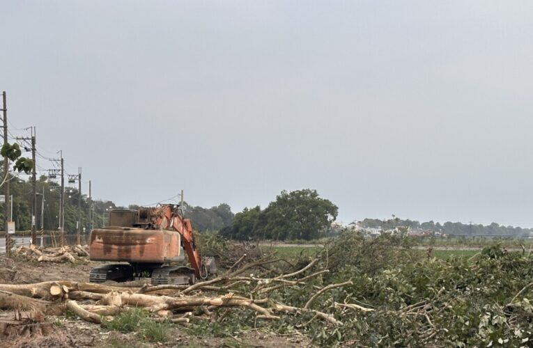 台3線林園大道突遭大規模砍伐 邱議瑩要求台糖立即停止作業 明早現勘釐清