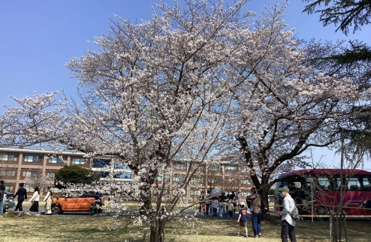 2026年3月29日日本熊谷航空自衛隊基地櫻花祭