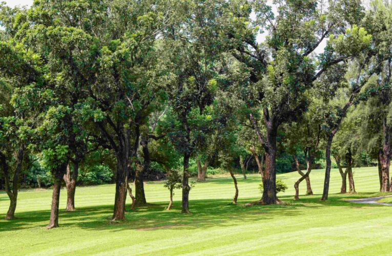 春天帶回家！ 果嶺自然公園3/8婦女節贈苗展現「她魅力」