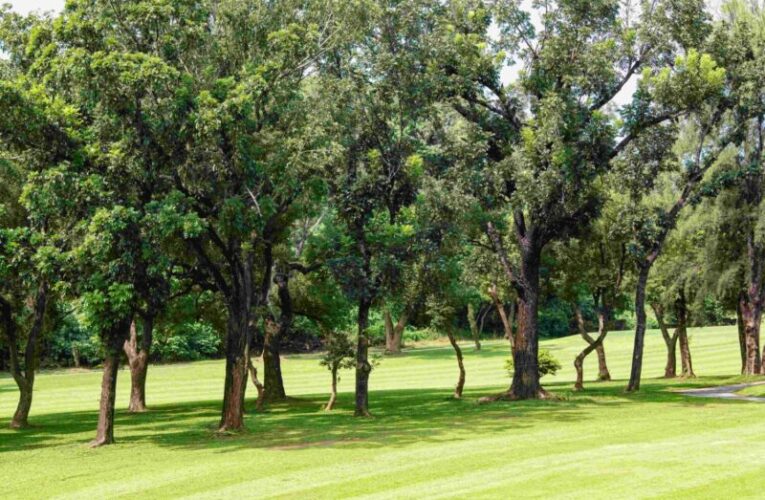 高雄果嶺自然公園3/8婦女節贈苗展現「她魅力」