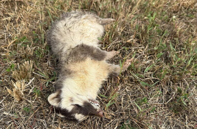 春日鄉再現狂犬病鼬獾，屏東縣今年首例