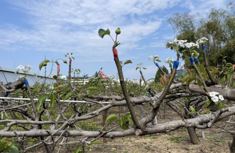 山城梨園進入關鍵期　中市農業局籲請提前防範梨赤星病