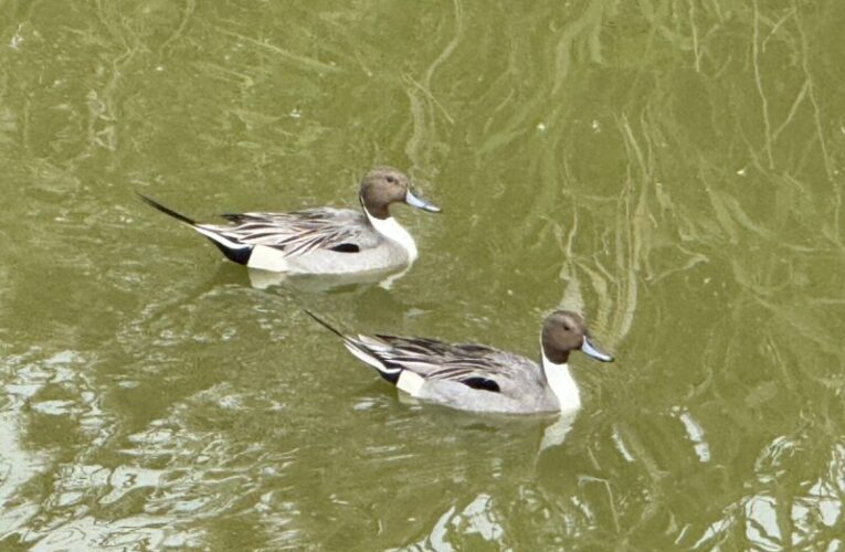 高雄茄萣濕地最萌屁股天團「尖尾鴨」羽你相遇！