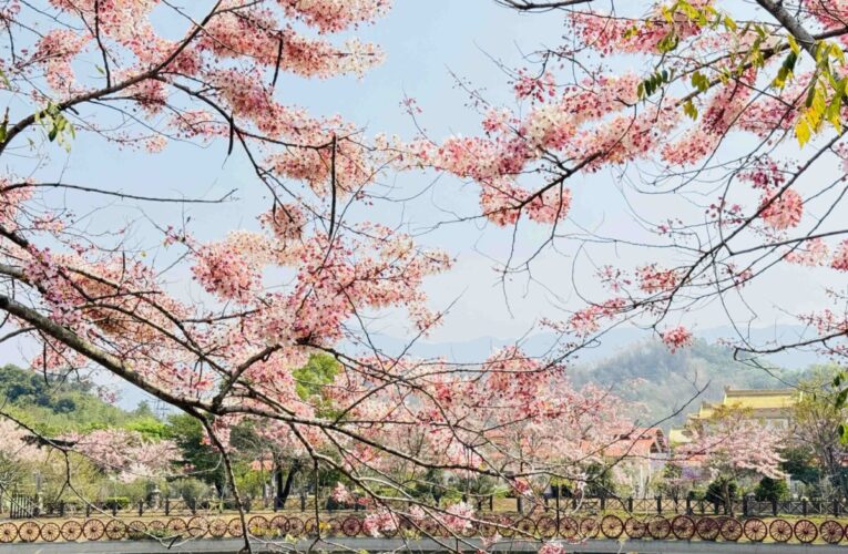 浪漫粉紅雨迎接六龜最浪漫季節