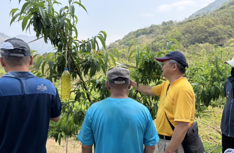 1-2月乾旱 高市那瑪夏區水蜜桃農損救助即日起受理