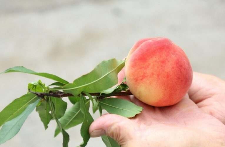 2026那瑪夏賞螢暨水蜜桃季好吃又好玩 邀民眾走進民生休區體驗生態農遊