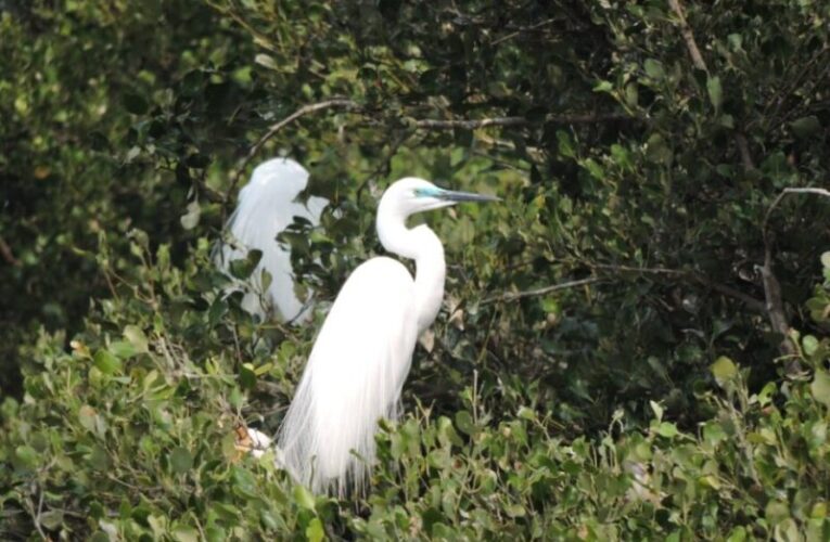 看鷺科鳥類銜枝定情 共築援中港春日情歌