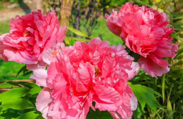 南投杉林溪牡丹花季 首度移戶外森林中賞花