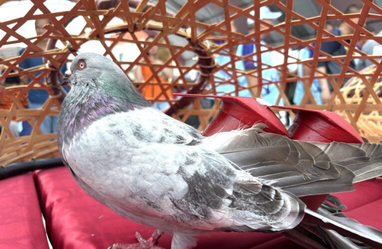 2026義竹鴿笭文化季開籠儀式　熱鬧登場