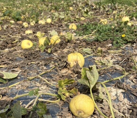4月上旬豪雨致災 洋香瓜、西瓜及香瓜農損救助 高市農業局5月1日起受理