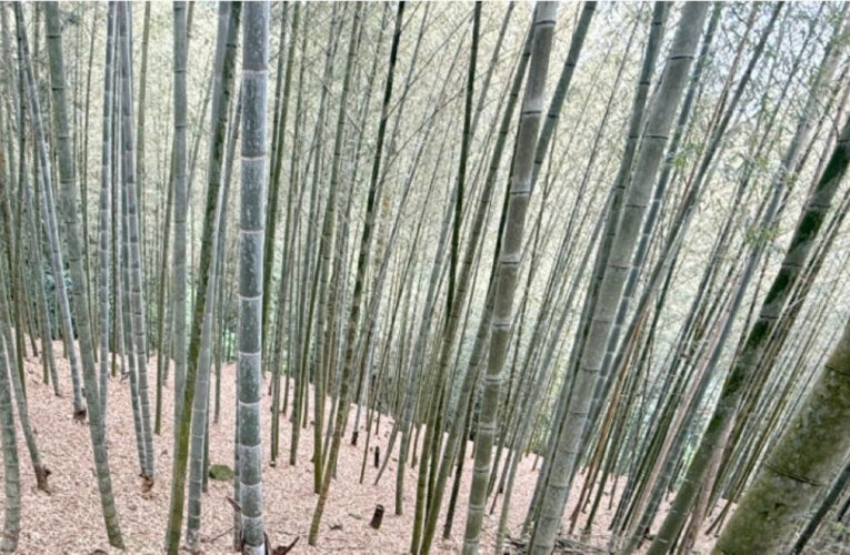 竹山鹿谷孟宗竹筍旱災損  4/28起受理現金救助