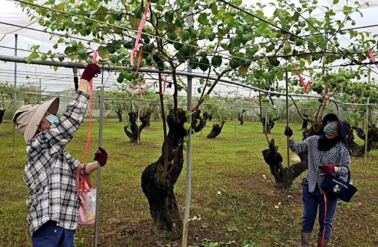 臺南棗保險受理投保 強化農業抗災安全網
