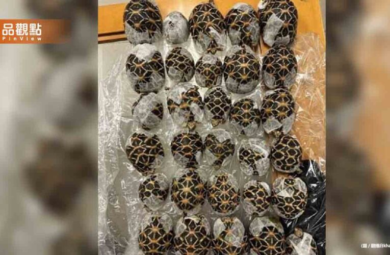 19歲台女走私30隻印度星龜遭逮！超扯闖關手法曝