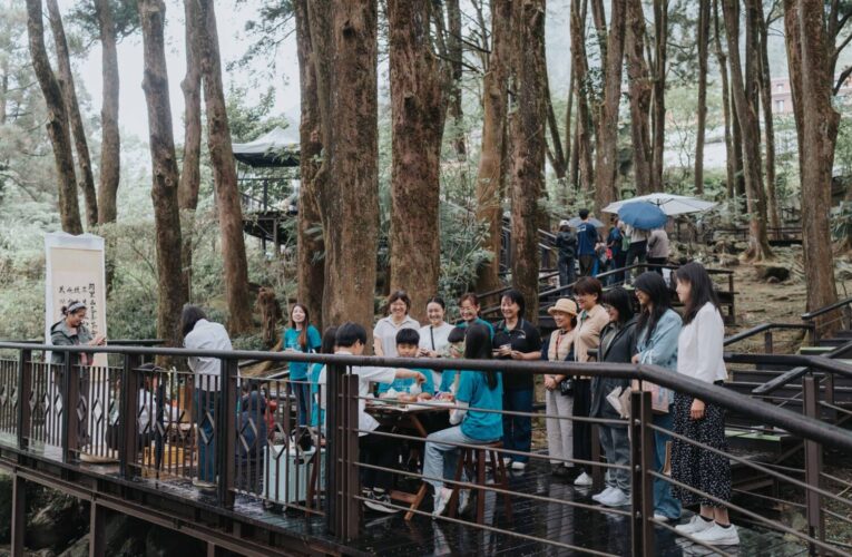 森林裡的茶學院！阿里山115年四季茶旅 小小茶師走進百年肖楠林