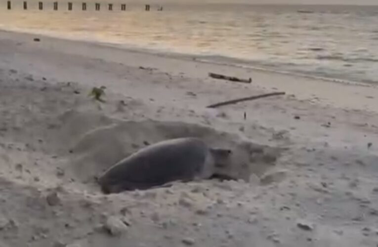 在世界地球日　在太平島遇見海龜正準備產卵