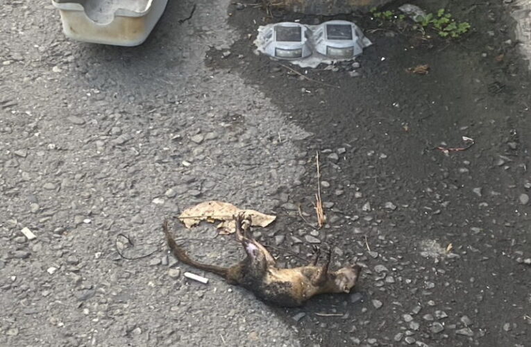 小松鼠闖禍 造成大寮區正氣路一帶停電