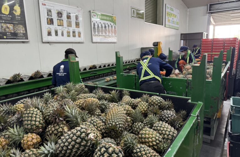 北農鳳梨銷日破35櫃！兩月外銷逾544公噸、訂單持續熱絡