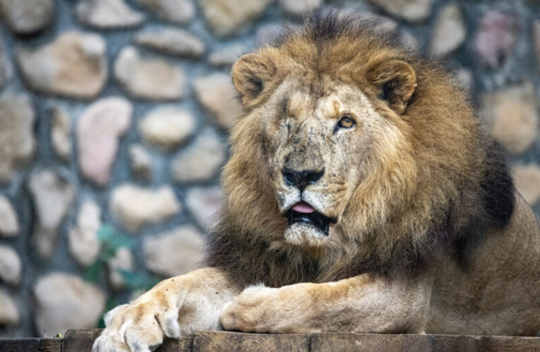 再見萬獸之王！壽山動物園二哥生命教育落幕