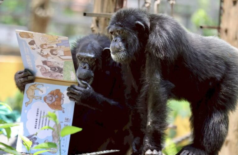 黑猩猩也瘋閱讀！壽山動物園創意「藏食書」萌翻全場