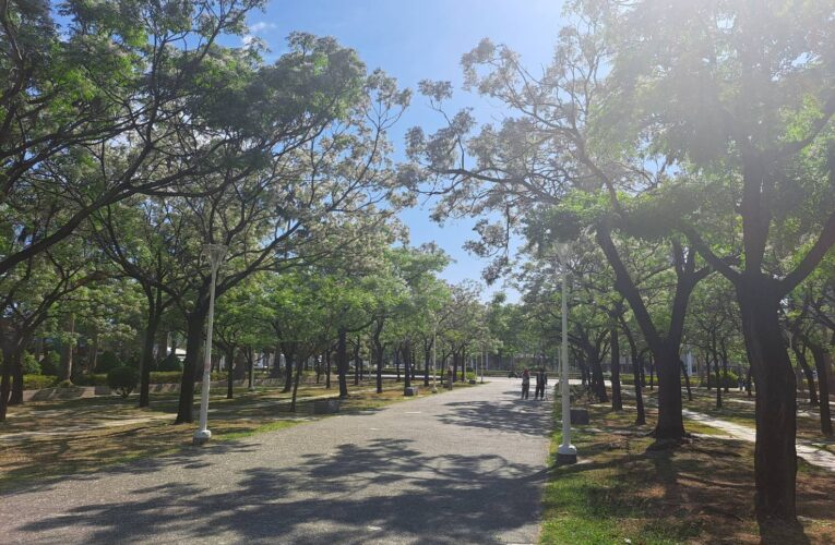 楝花紫雪輕飛揚  妝點春日城市風景
