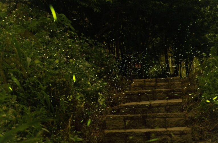 《石梯賞星瑩》樟湖地區螢況正美