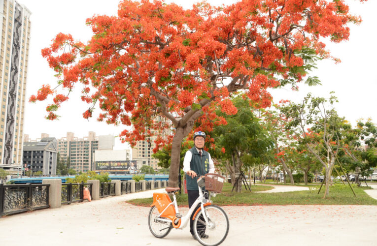 臺南市長黃偉哲騎YouBike賞鳳凰花　邀全民暢遊安平運河百年風華