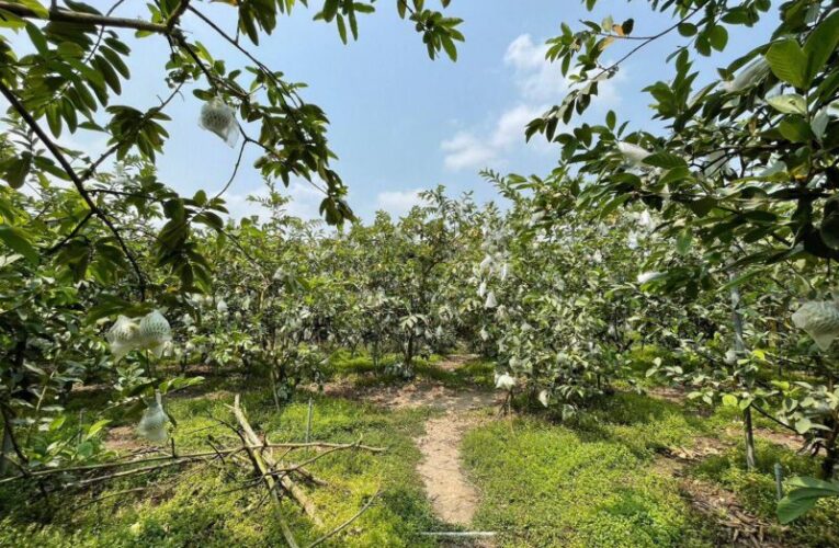 高雄芭樂鮮甜登場！全聯限時優惠快搶