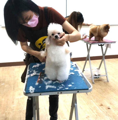 幫毛孩洗香香不再踩雷！高雄市動保處宣導推動「犬貓美容定型化契約」守護業者與飼主的小確幸