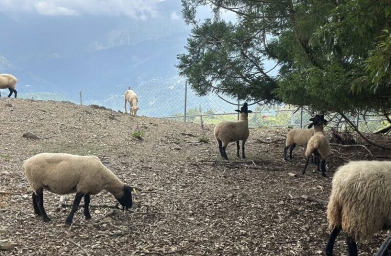 清境綿羊秀場翻新啟用 合歡山杜鵑接力登場