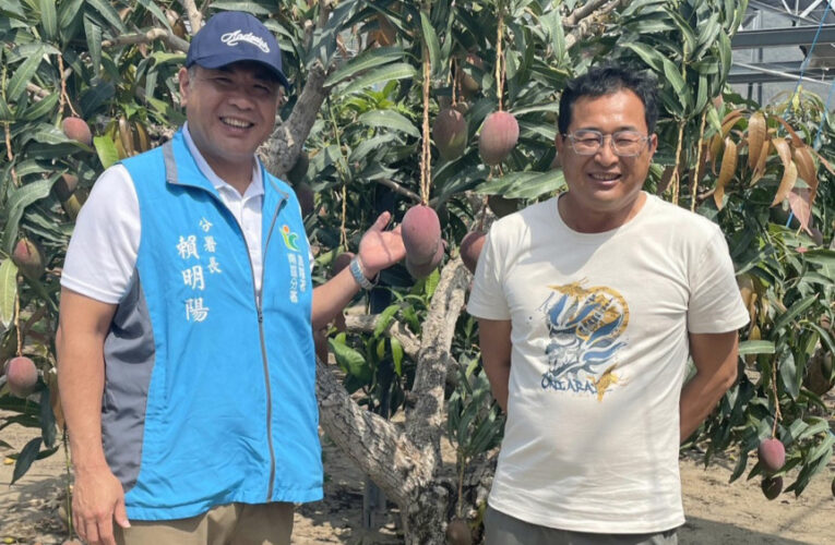 愛文芒果慶豐收 屏東職人堅持永續經營