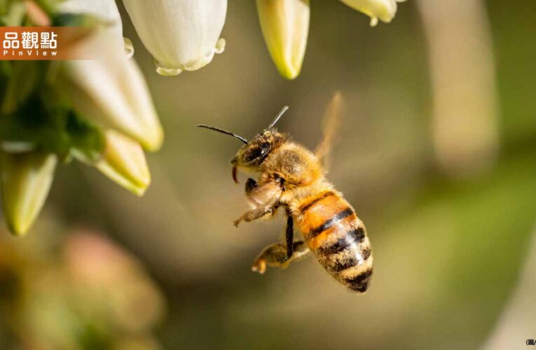 520是「世界蜜蜂日」醫曝蜂蜜3大救命功效