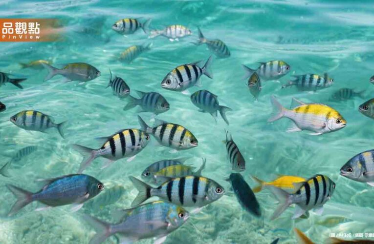魚類重金屬超標50倍！醫師警告：吃錯魚恐中毒