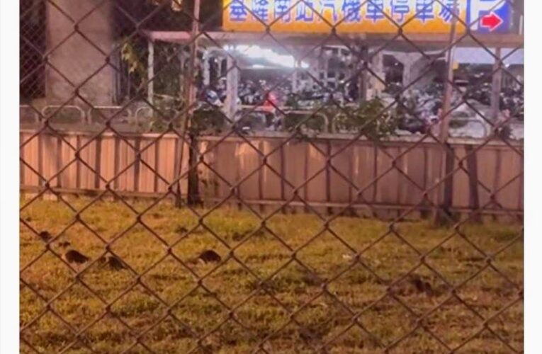 基隆站旁鼠群亂竄！台鐵土地髒亂堆垃圾　環保局怒開罰