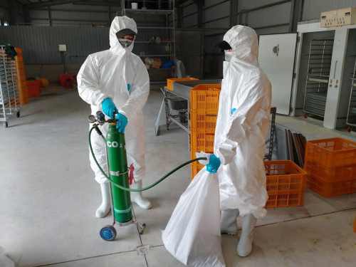 養禽業者主動通報鹽埔鄉鵪鶉場確診感染H5N1禽流感