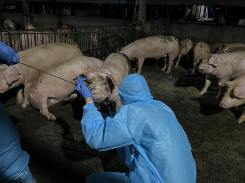 九如未登記養豬場違法餵飼廚餘 重罰43萬元  防堵非洲豬瘟風險