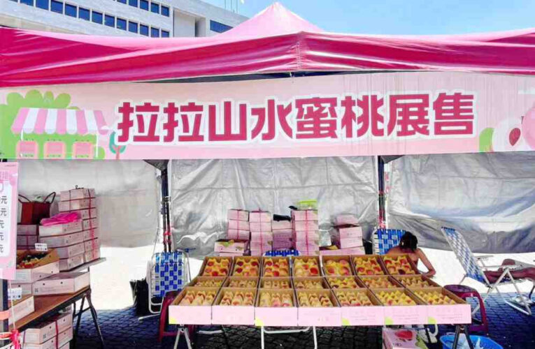 拉拉山水蜜桃盛產　桃市府把關品質與產銷嚴正駁網路滯銷價跌不實訊息