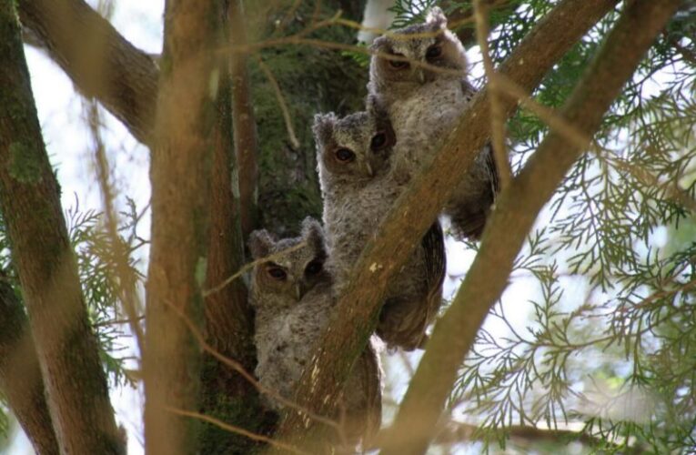 奧萬大野生動物研習3.0  8月探索山林