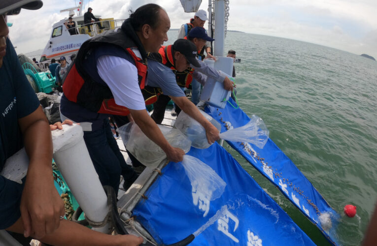 金門水試所放流魚貝苗19萬尾 豐富金廈海域漁業生態