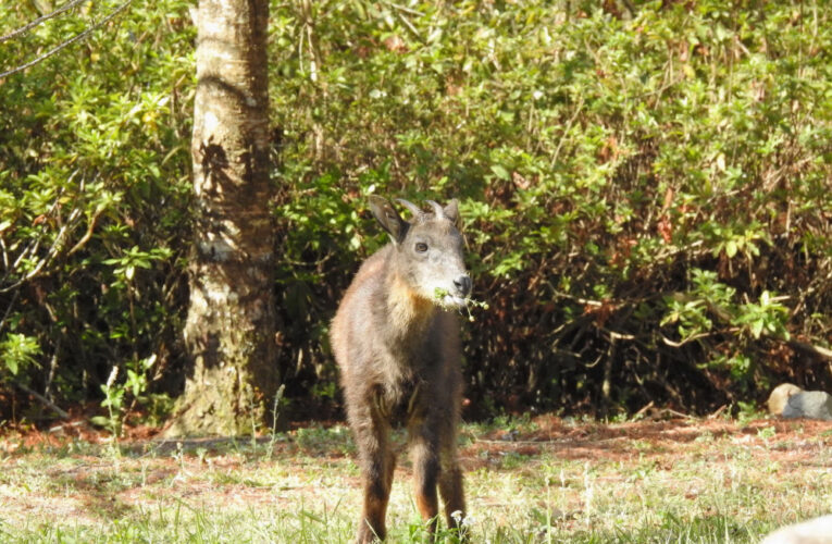解鎖森林密碼  奧萬大動物調查班8月登場