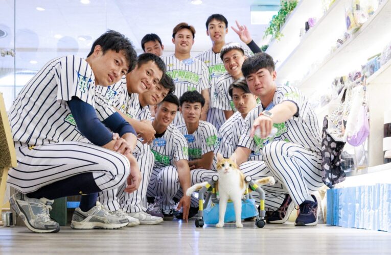 喵喵肉球日送愛　北市興富發棒球隊清貓舍助浪貓找家